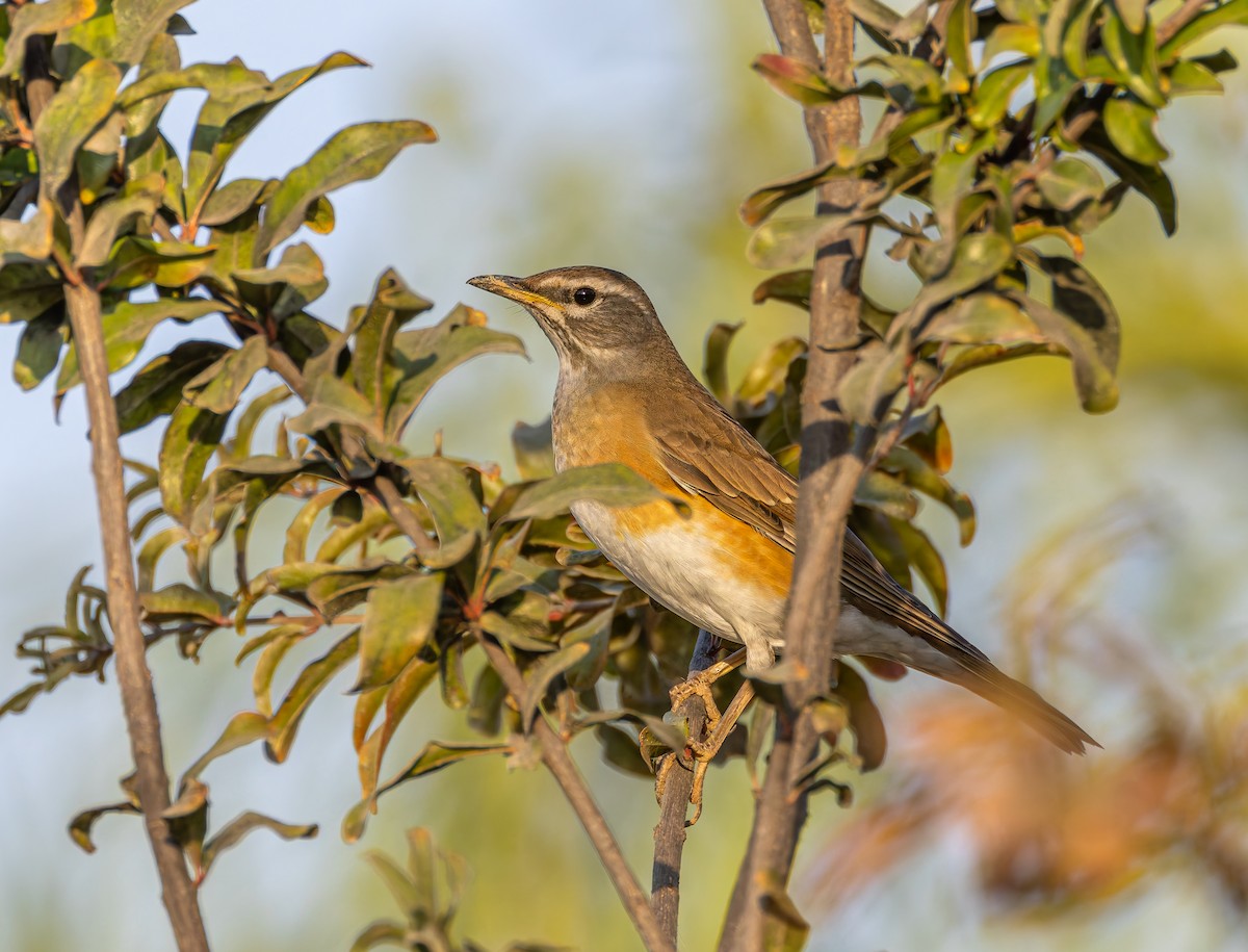Eyebrowed Thrush - ML625958518