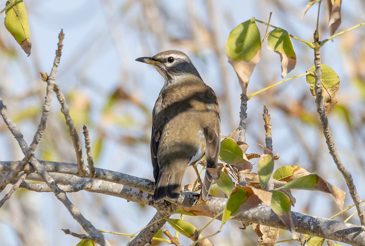 Eyebrowed Thrush - ML625958523