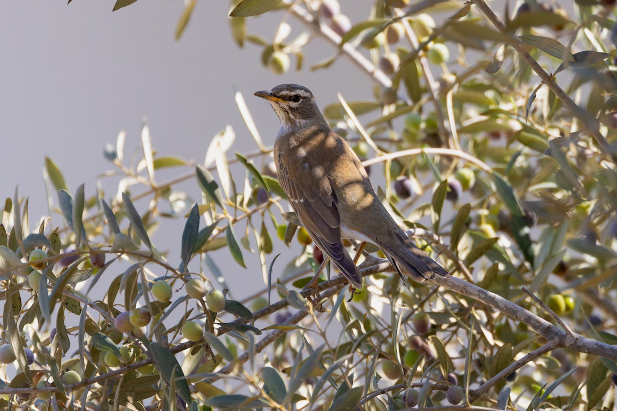 Eyebrowed Thrush - ML625958526