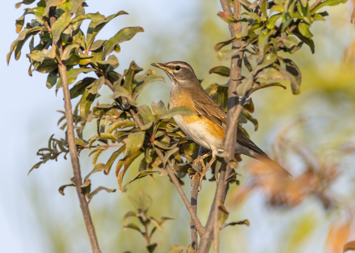 Eyebrowed Thrush - ML625958527