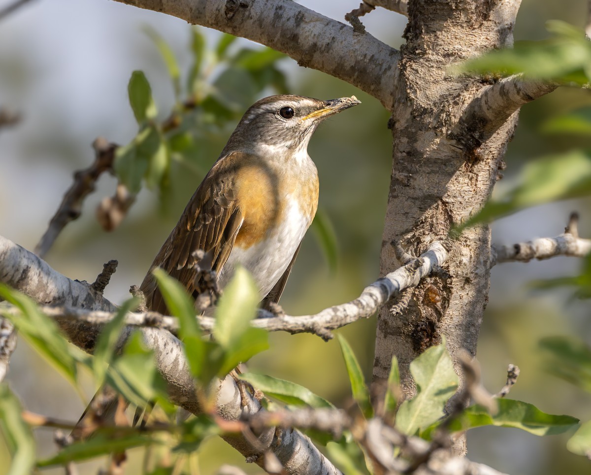 Eyebrowed Thrush - ML625958528
