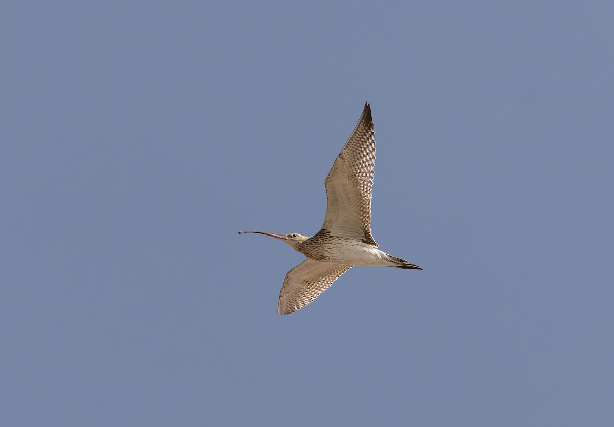 Eurasian Curlew - ML625958666