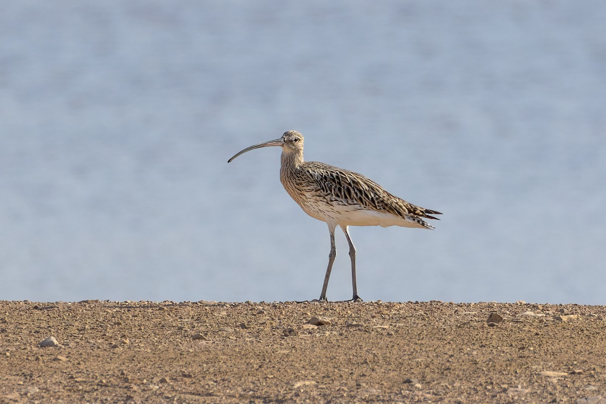 Eurasian Curlew - ML625958668