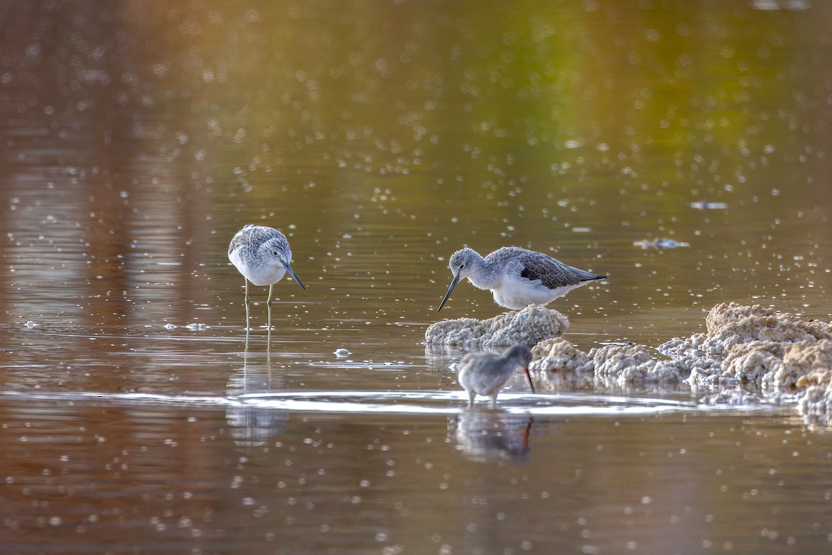 Common Greenshank - ML625958690