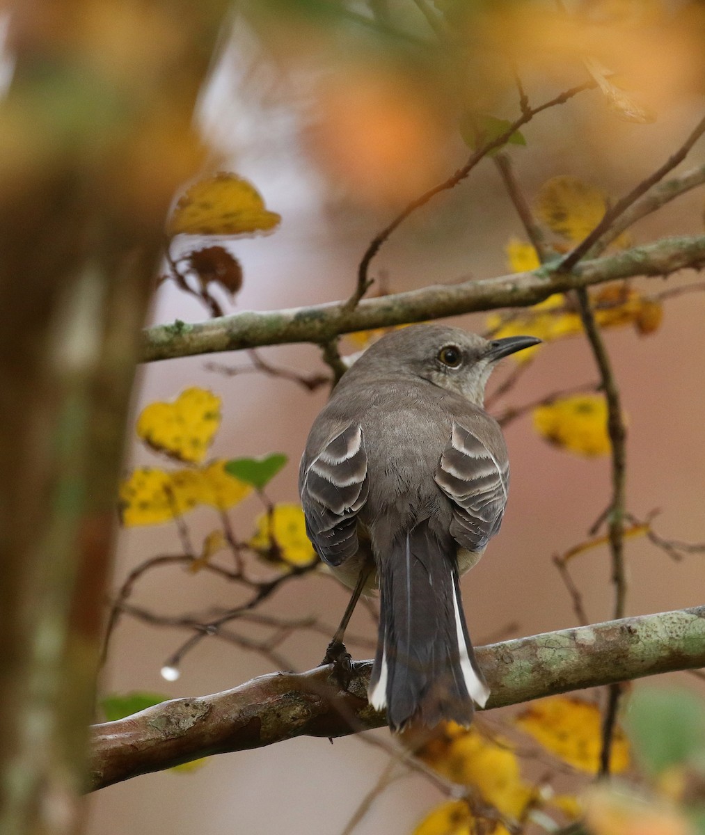 Northern Mockingbird - ML625958703