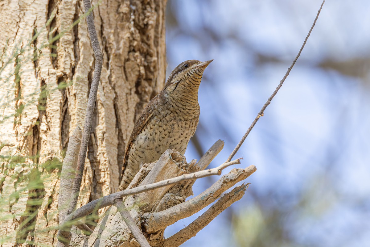 Eurasian Wryneck - ML625958755
