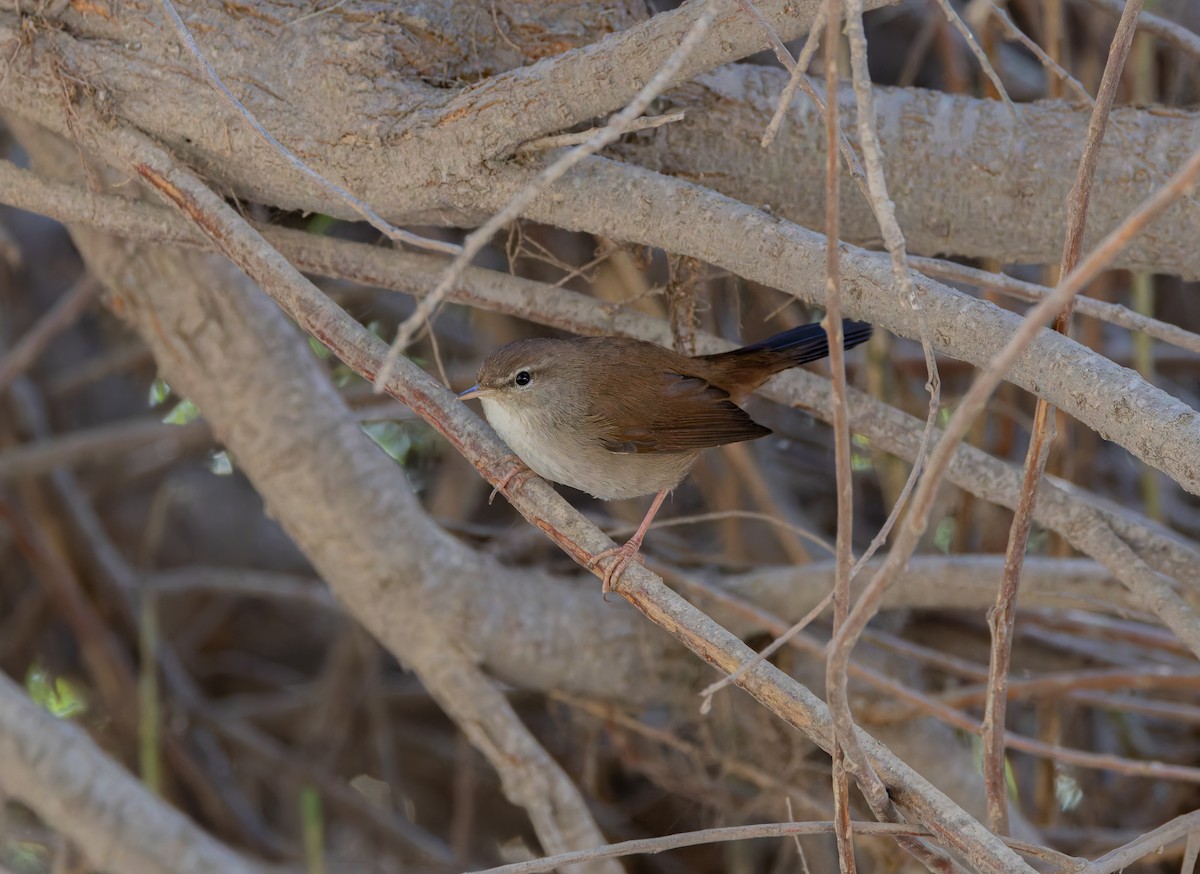Cetti's Warbler - ML625958769