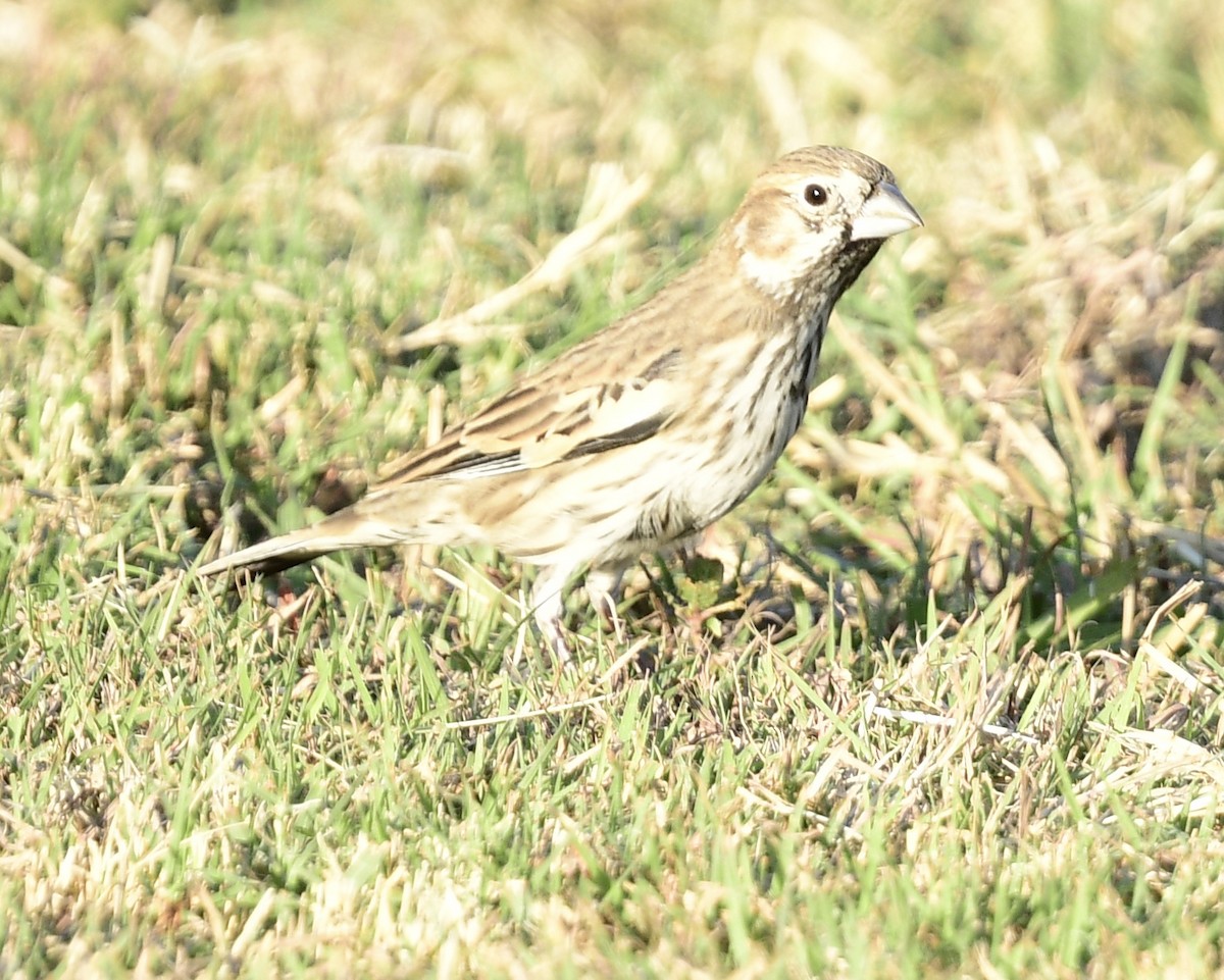 Lark Bunting - ML625958846