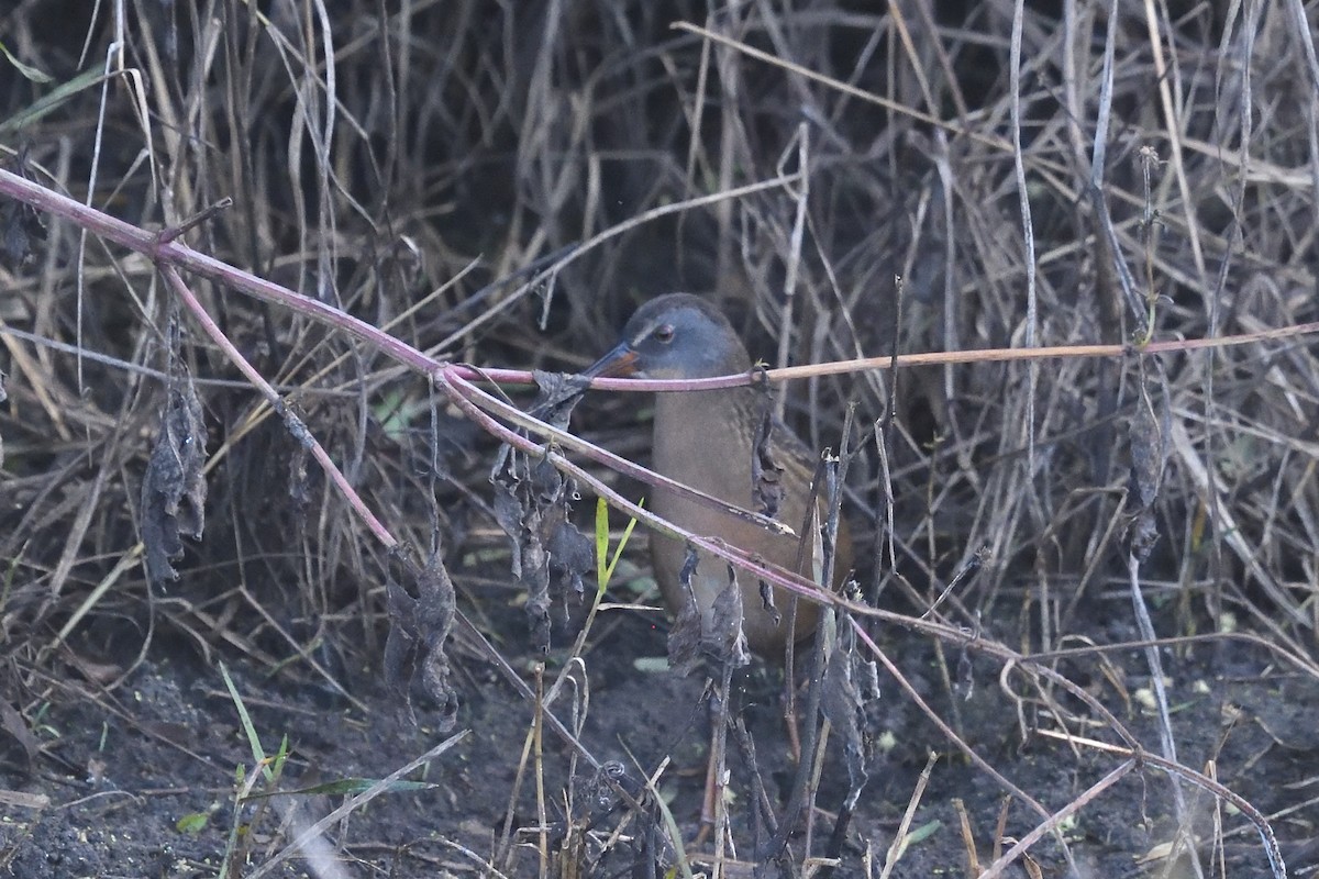 Râle de Virginie - ML625958916