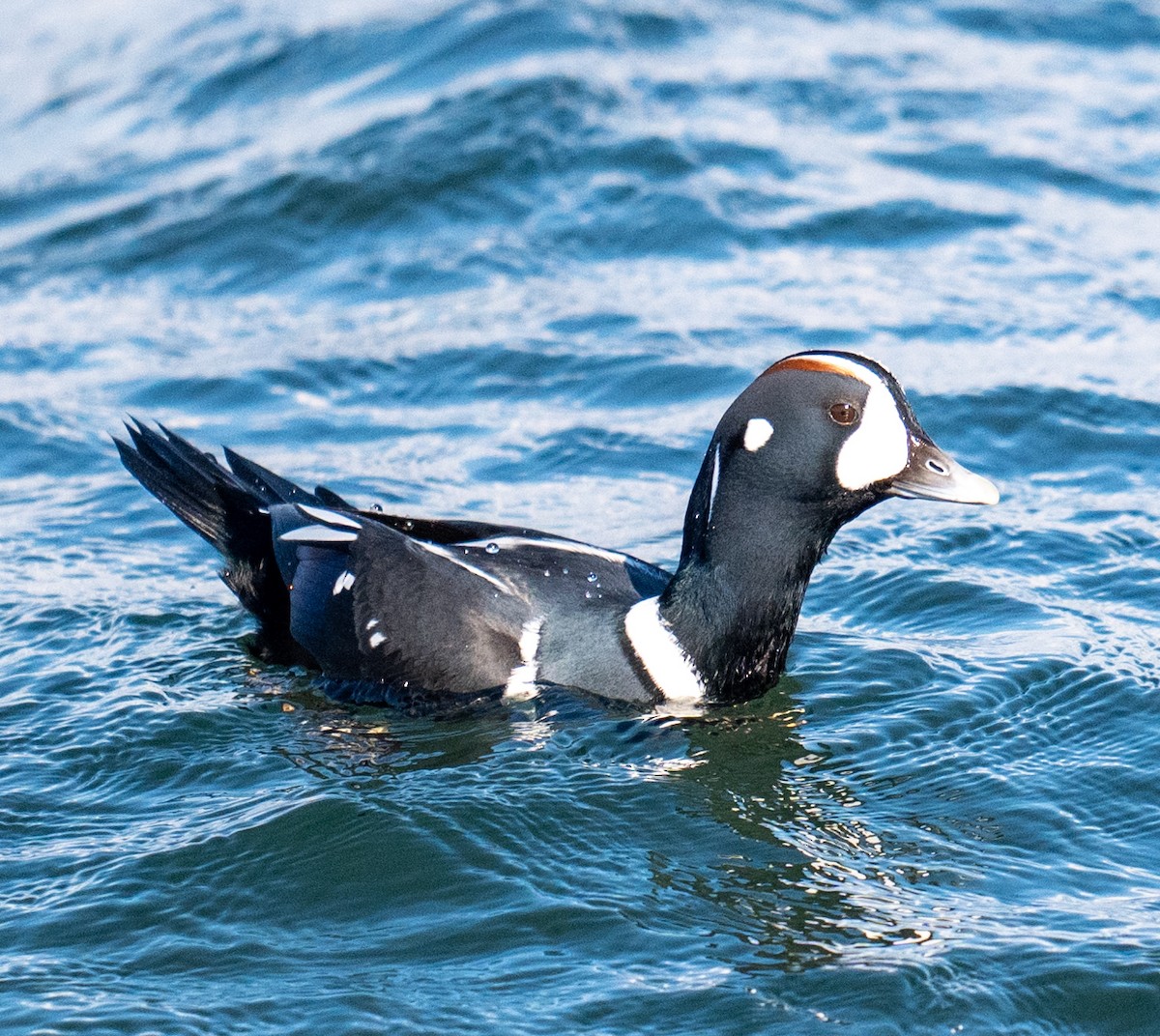 Harlequin Duck - ML625959220