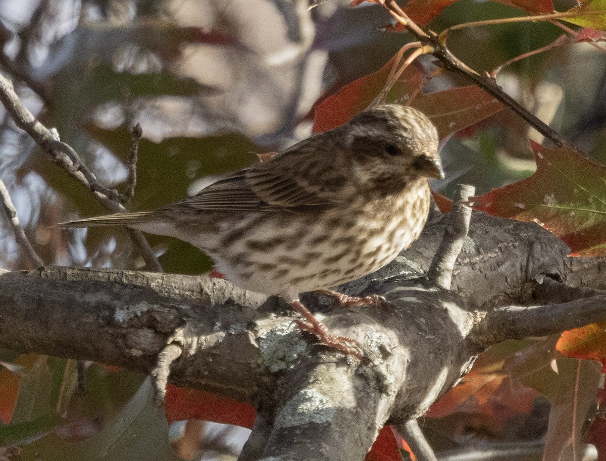 Purple Finch (Eastern) - ML625959261