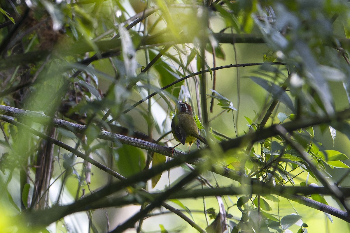 Chestnut-capped Warbler - ML625959281