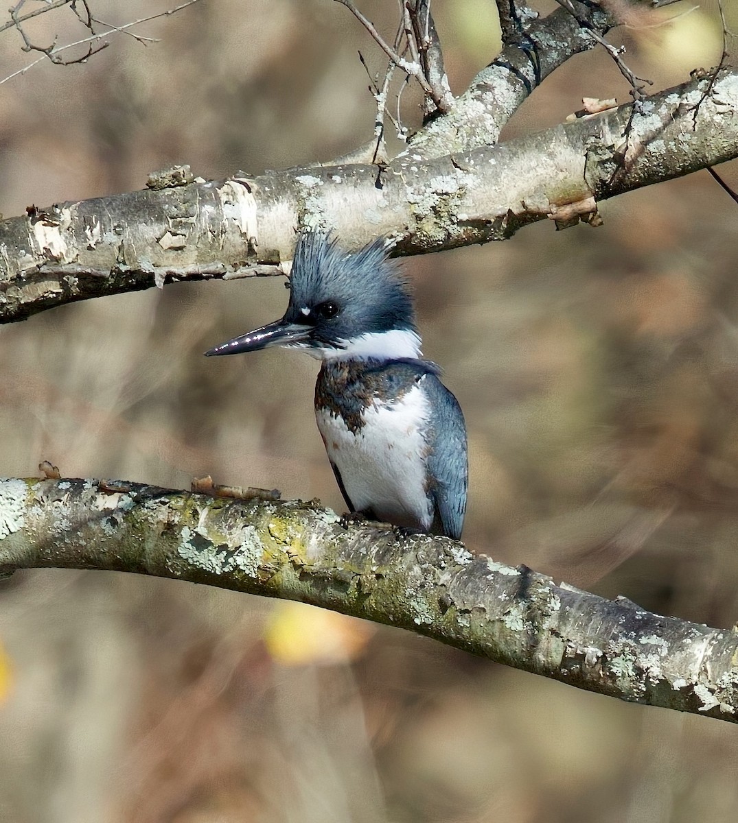 Belted Kingfisher - ML625959301