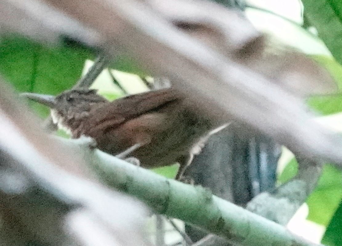Eastern Woodhaunter - ML625959492