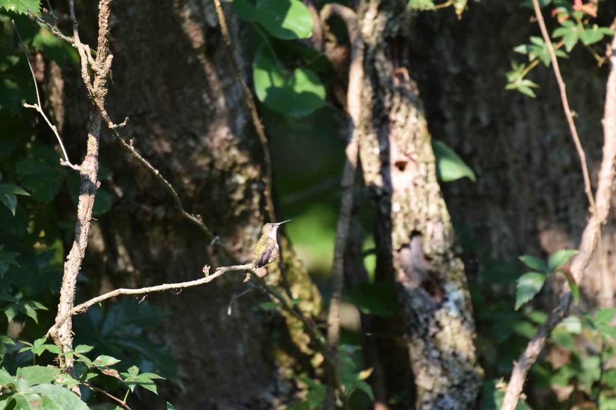 Ruby-throated Hummingbird - ML625959526