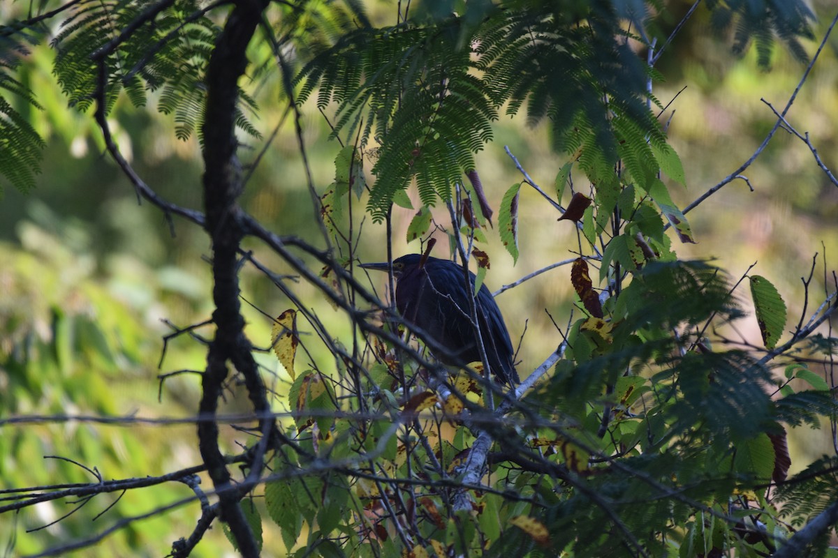 Green Heron - ML625959528