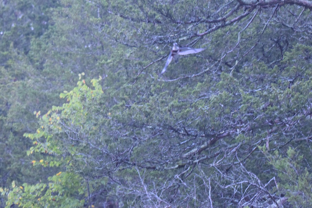Belted Kingfisher - ML625959534