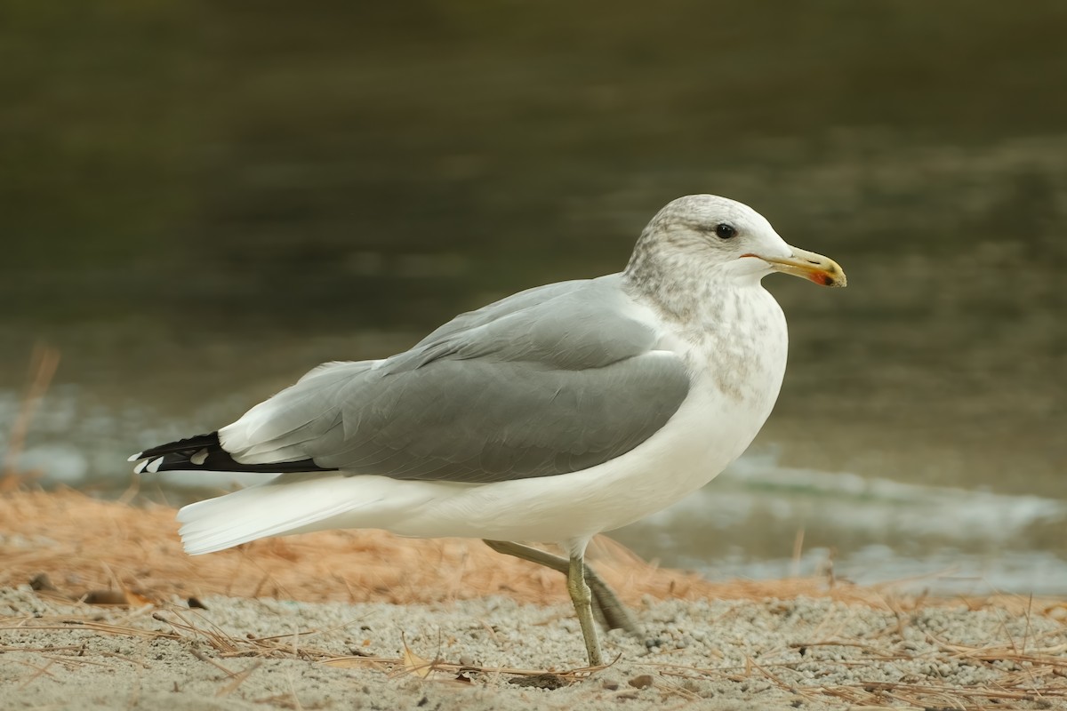 California Gull - ML625959559