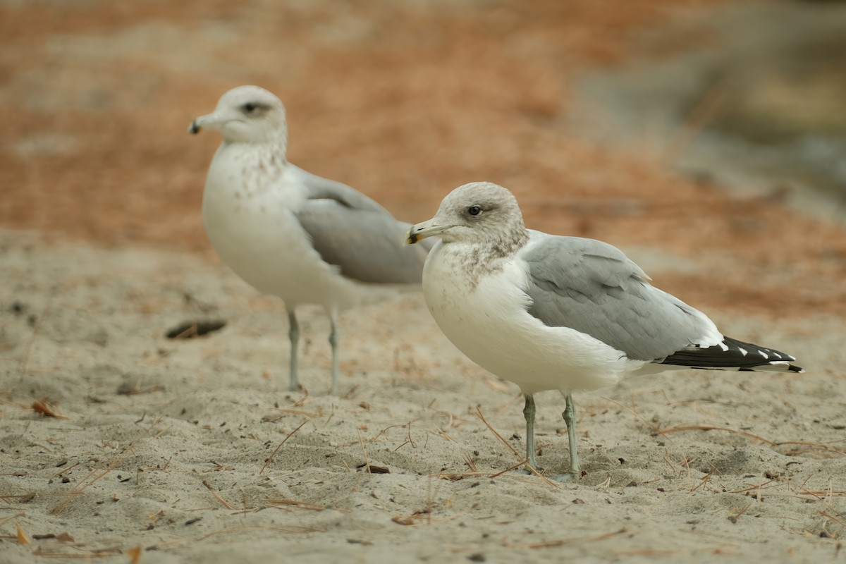 California Gull - ML625959560