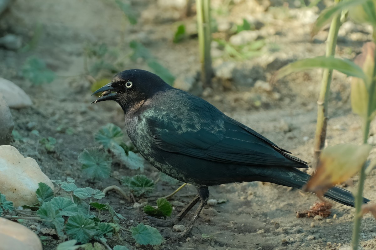 Brewer's Blackbird - ML625959570