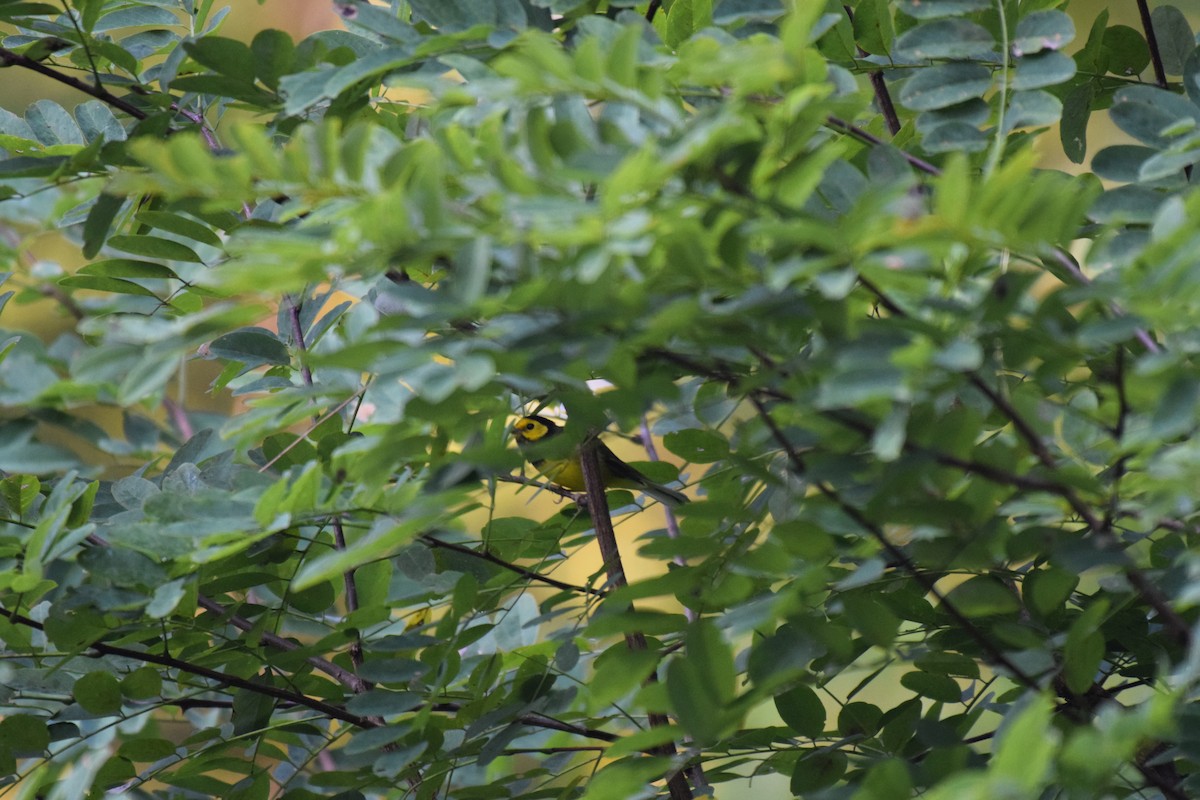 Hooded Warbler - ML625959571