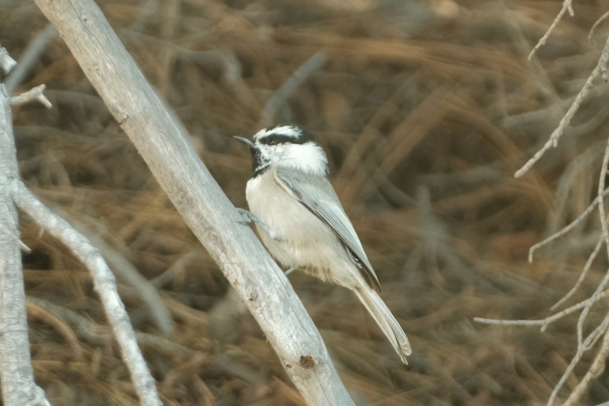 Mountain Chickadee - ML625959573
