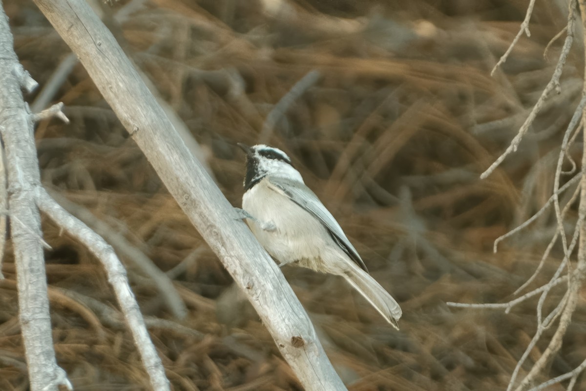 Mountain Chickadee - ML625959574