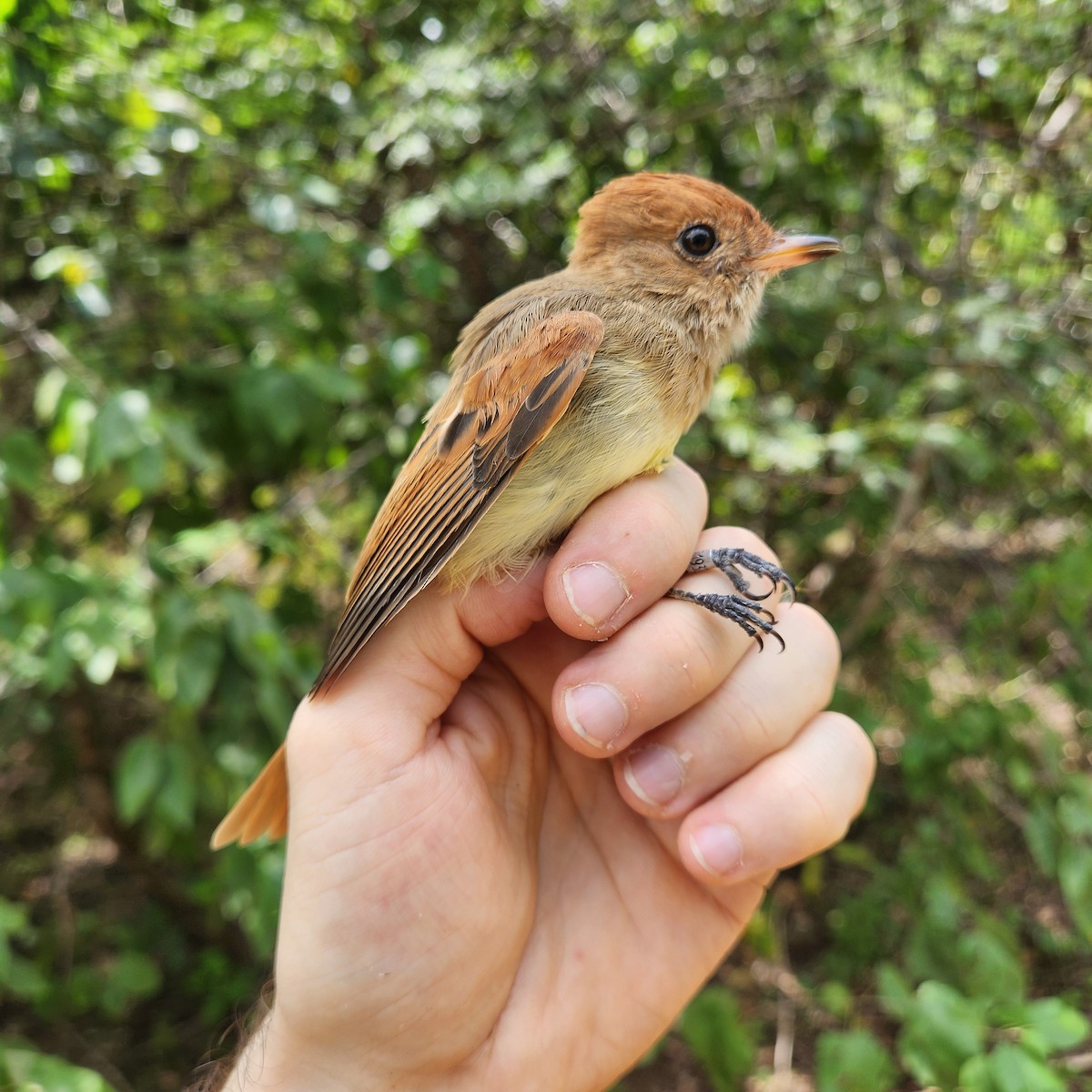 Ash-throated Casiornis - ML625959726