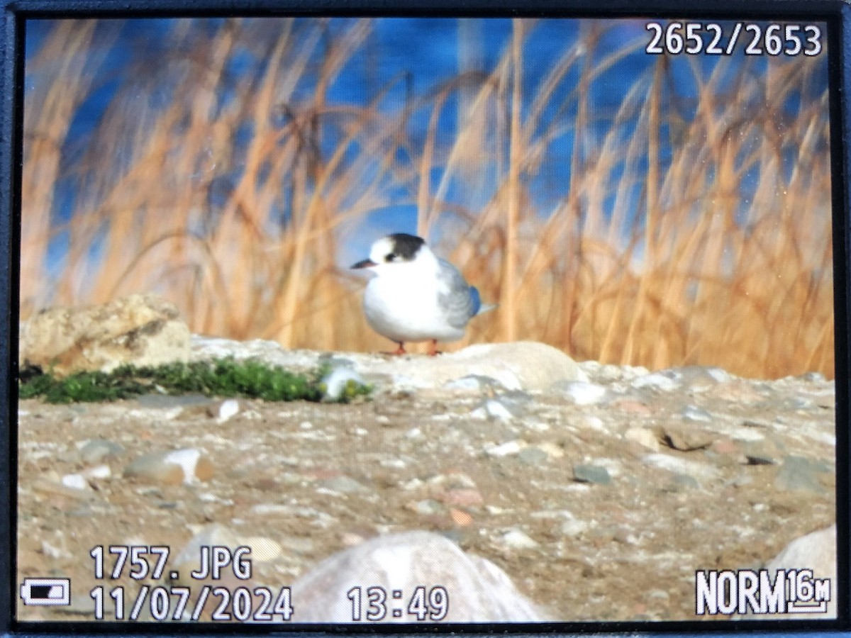 Arctic Tern - ML625959750