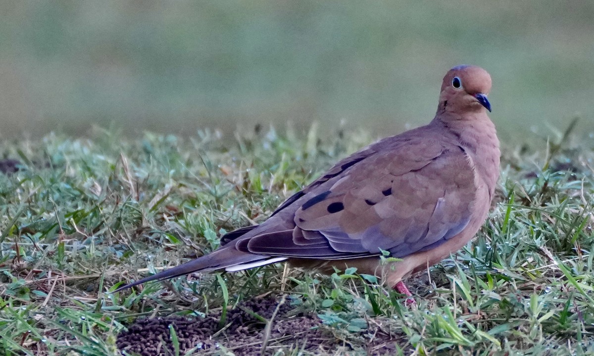 Mourning Dove - ML625959820