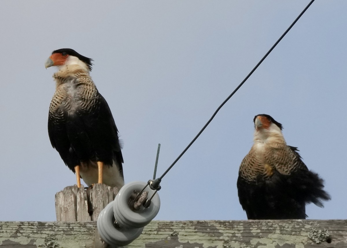 Crested Caracara - ML625959908