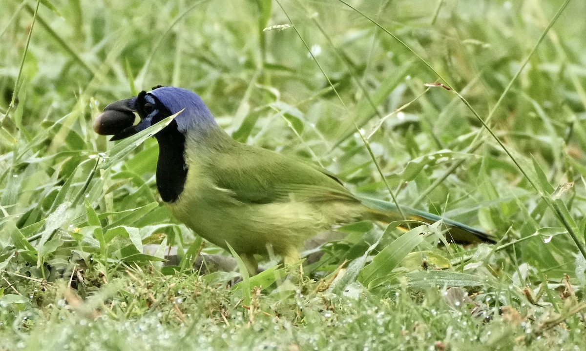 Green Jay - ML625959936