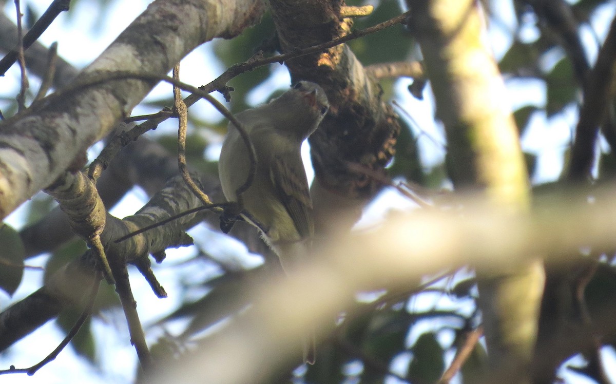 Northern Beardless-Tyrannulet - ML625959962