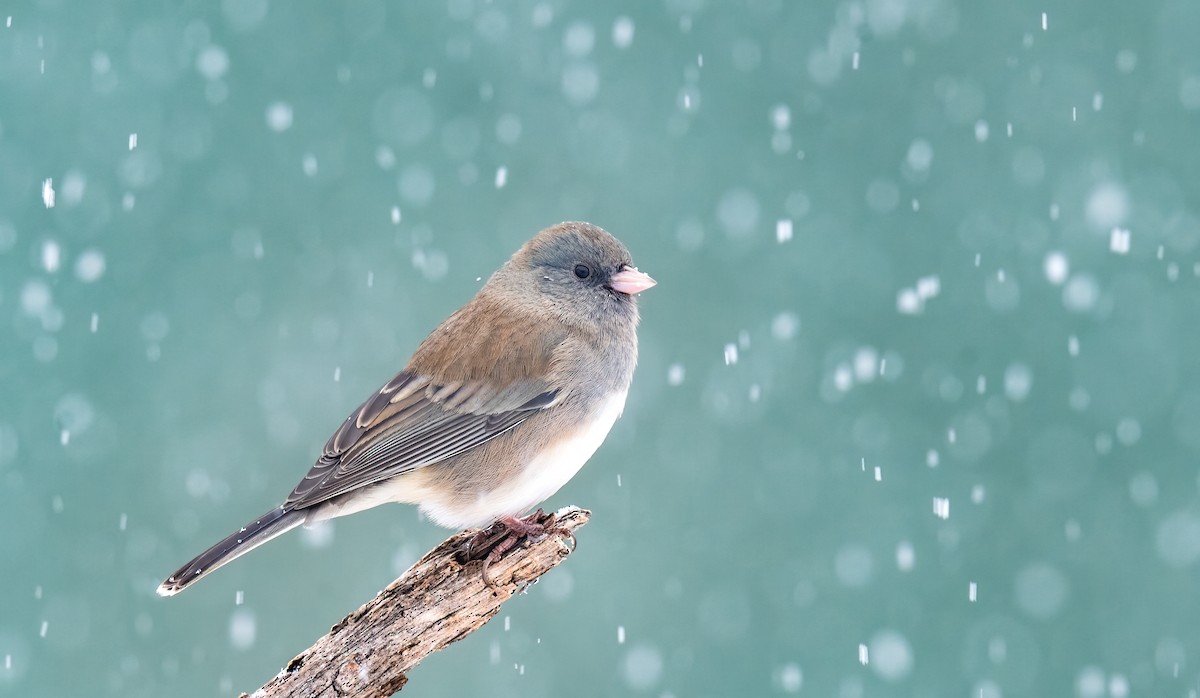 Dark-eyed Junco (Slate-colored) - Jim Merritt