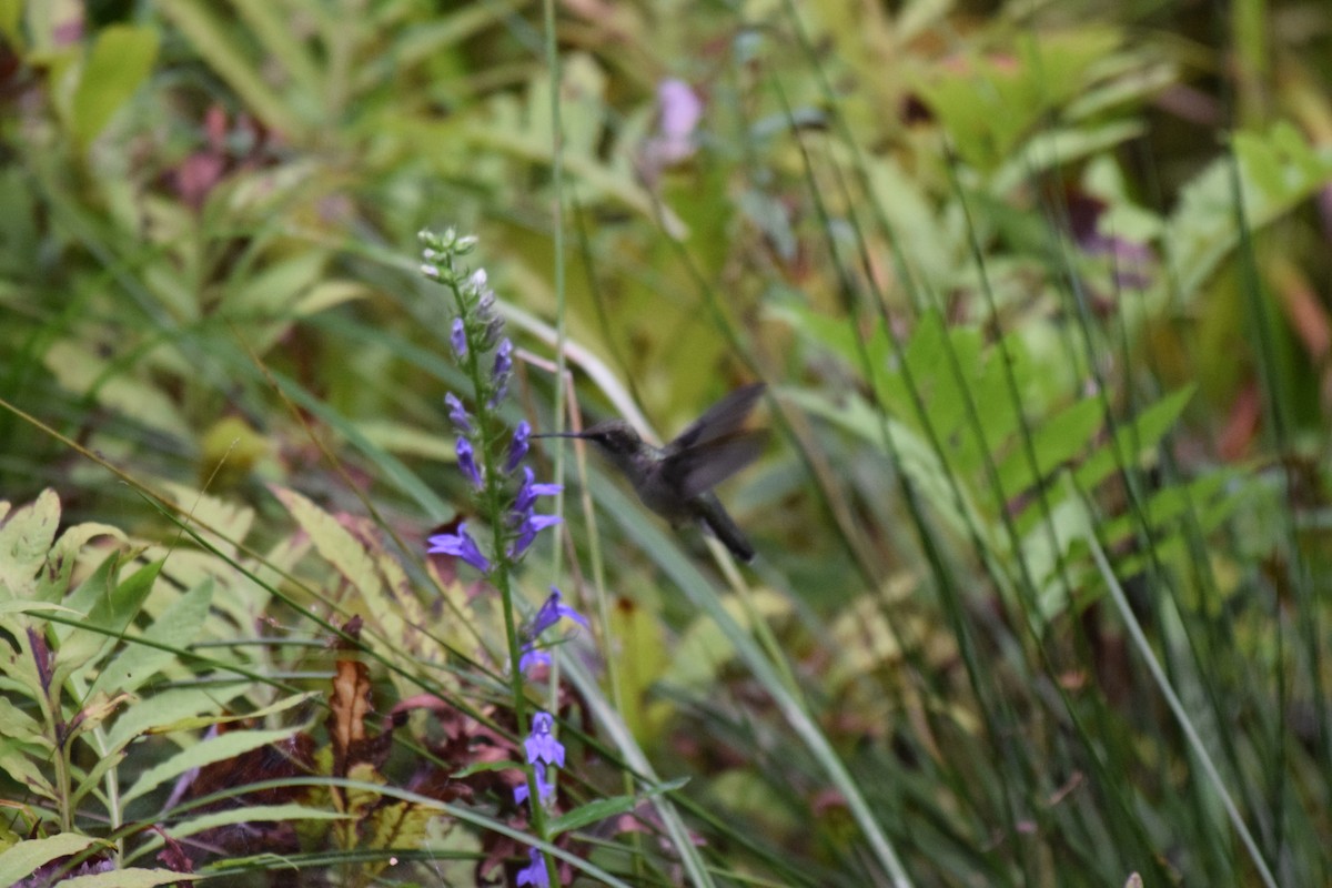 Ruby-throated Hummingbird - ML625960014