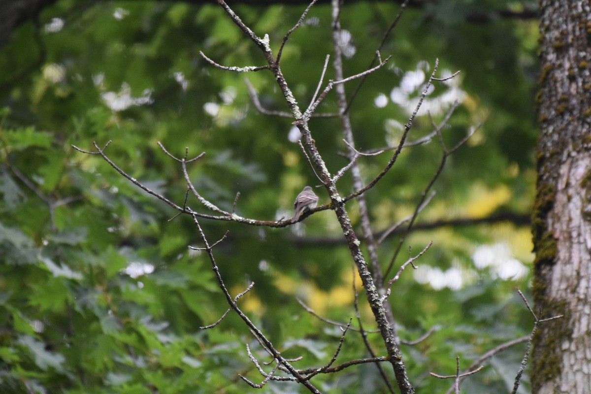 Eastern Wood-Pewee - ML625960020