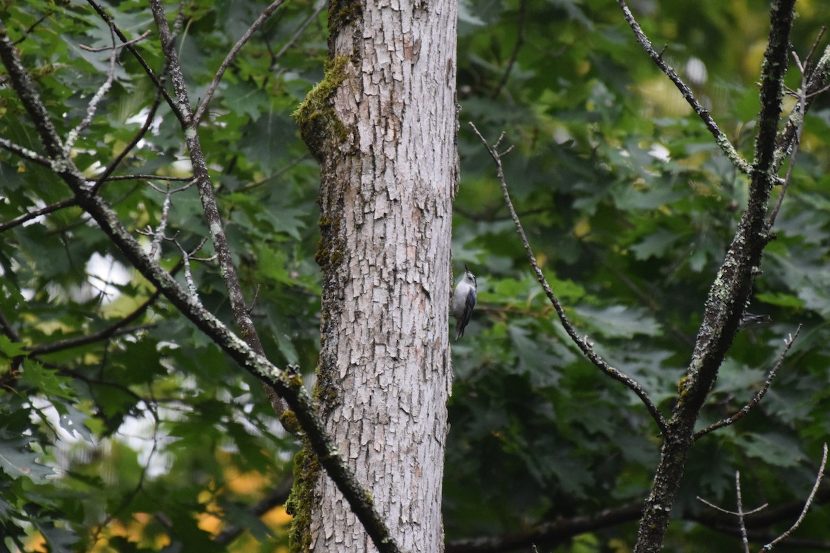 White-breasted Nuthatch - ML625960035