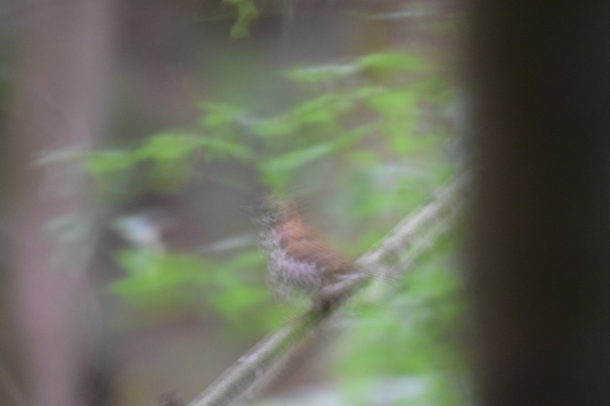 Wood Thrush - ML625960041