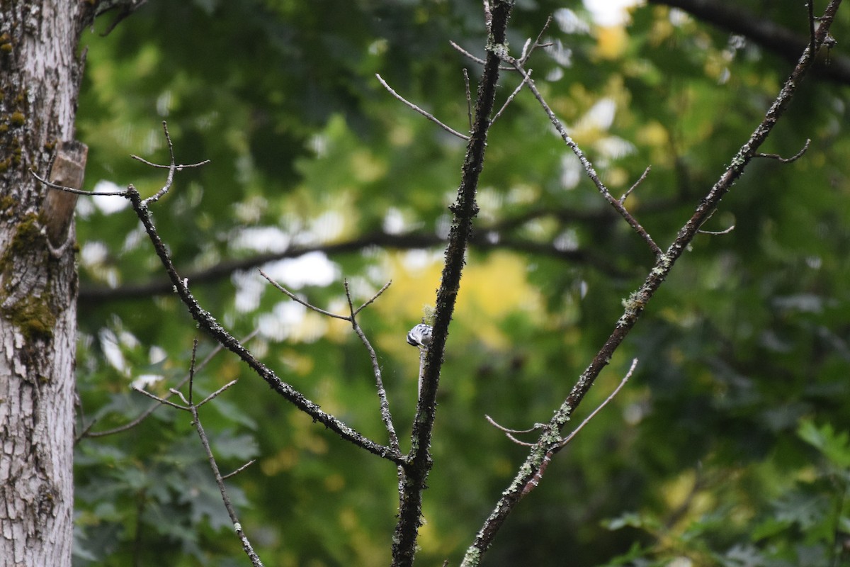 Black-and-white Warbler - ML625960051