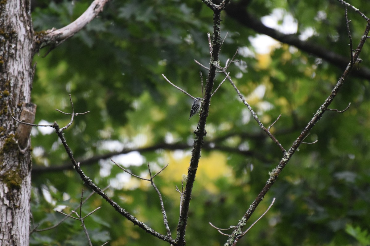 Black-and-white Warbler - ML625960052