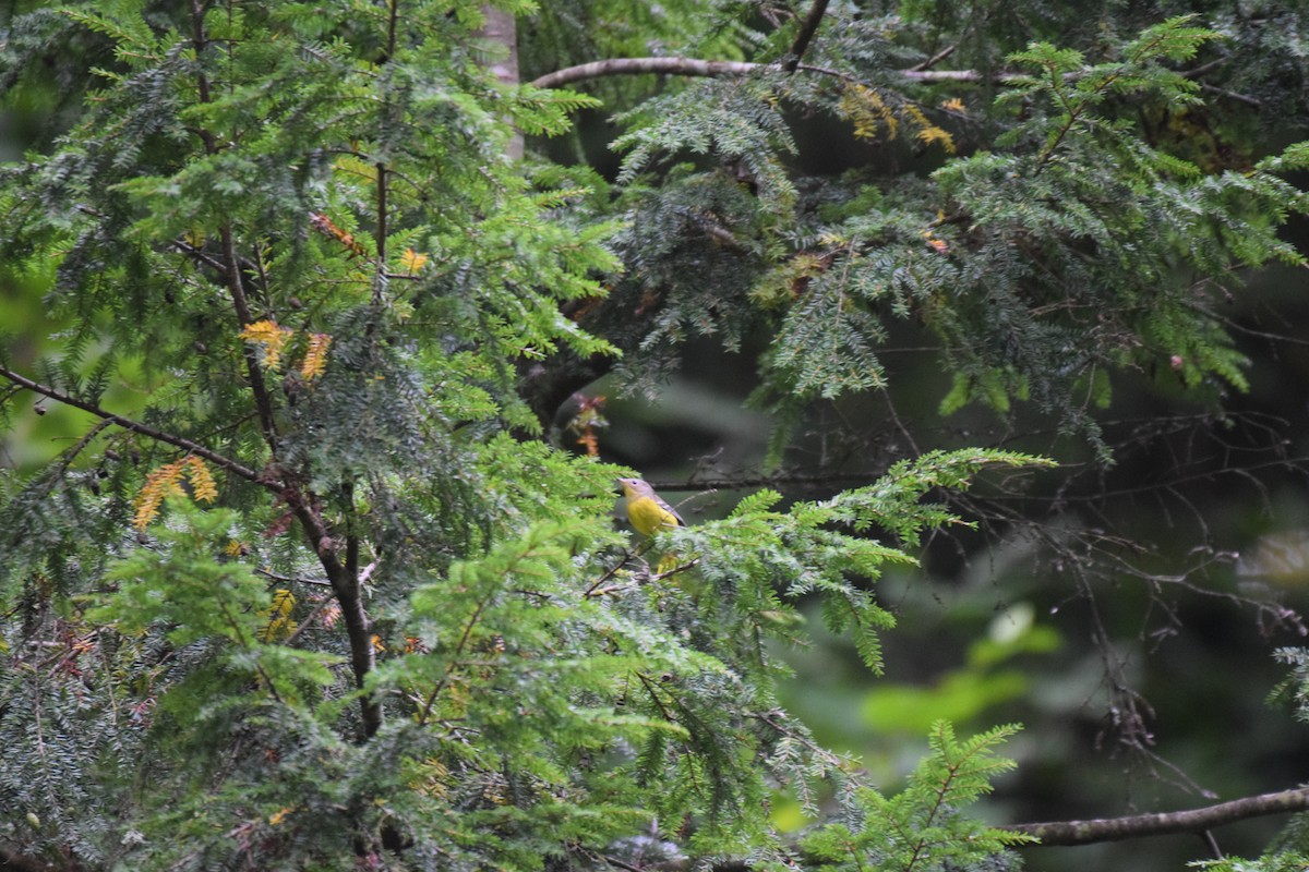 Magnolia Warbler - ML625960072