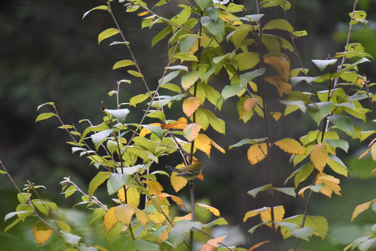 Chestnut-sided Warbler - ML625960078