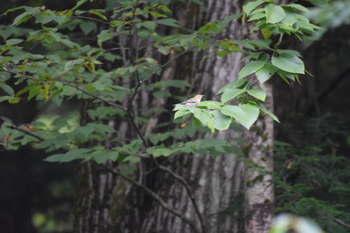 Bay-breasted Warbler - ML625960105