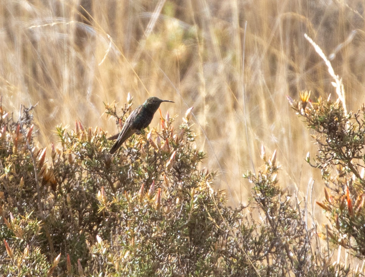 Black-breasted Hillstar - ML625960323