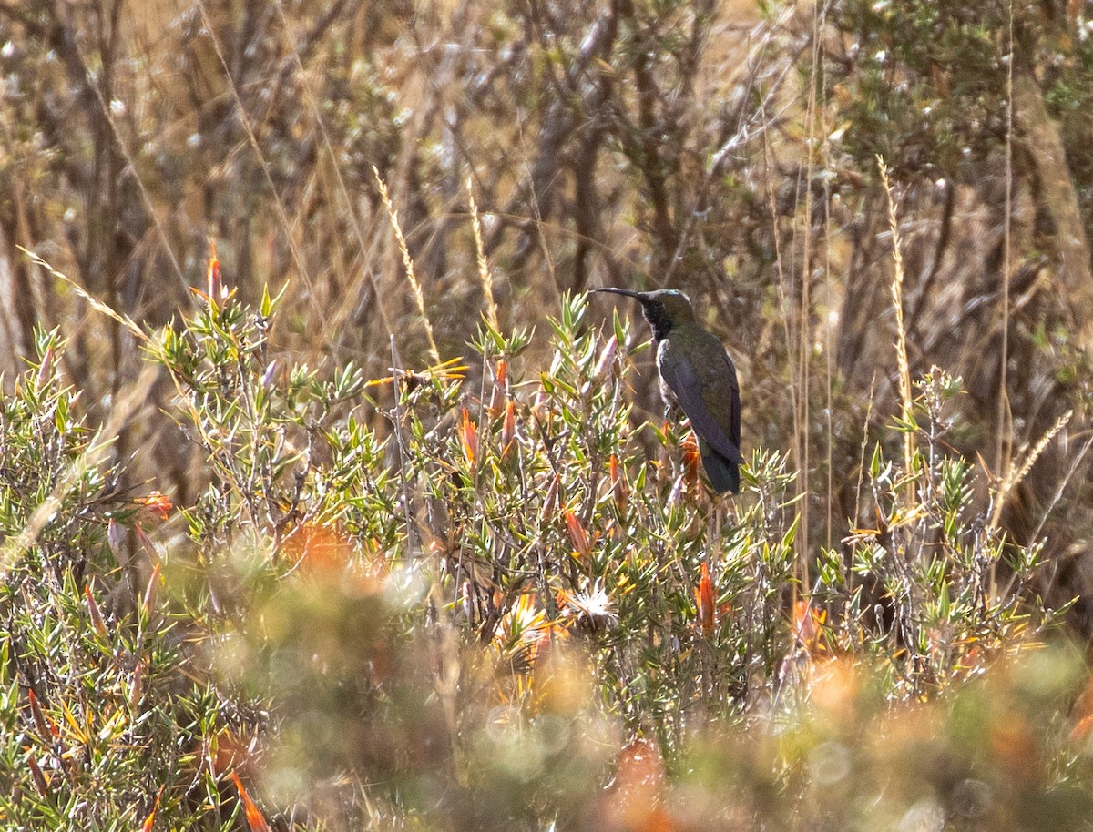 Black-breasted Hillstar - ML625960326