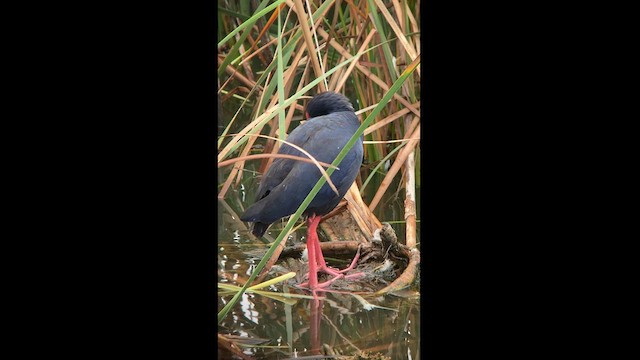 Western Swamphen - ML625960401