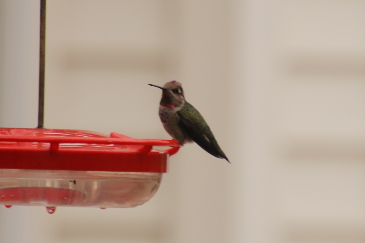 Anna's Hummingbird - ML625960470