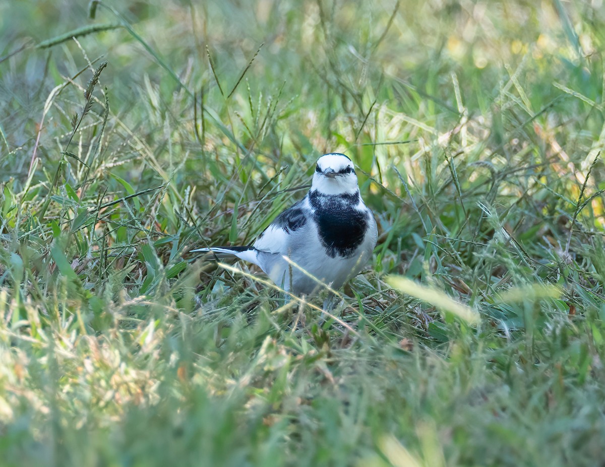 konipas bílý (ssp. lugens) - ML625960492