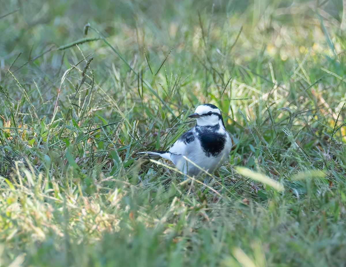 konipas bílý (ssp. lugens) - ML625960493