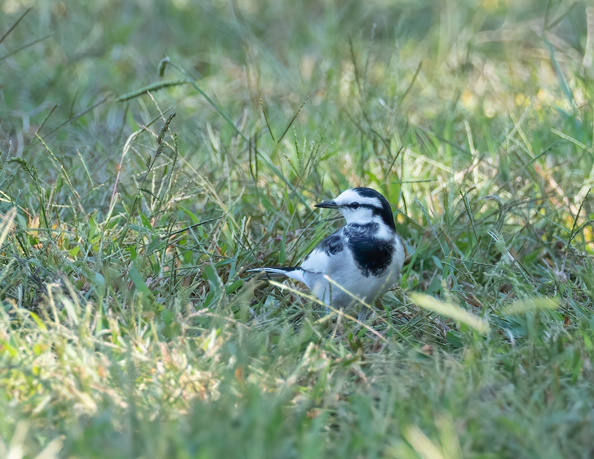 konipas bílý (ssp. lugens) - ML625960494